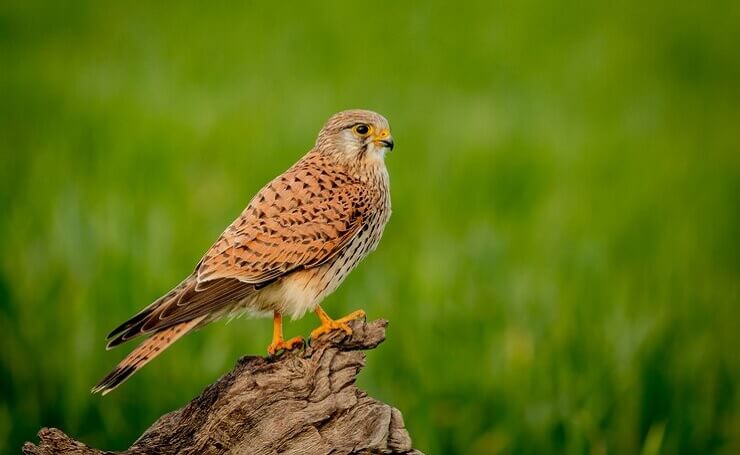 animal-bird-things